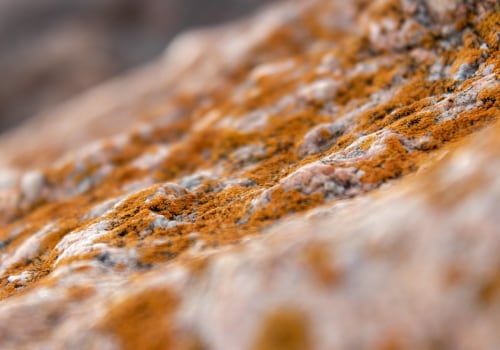 Keep Your Las Vegas Construction Site Safe and Mold-Free